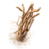 Ashwagandha-Withania-Somnifera